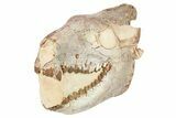 Fossil Oreodont (Merycoidodon) Skull - South Dakota #263495-3